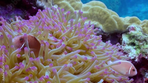 Underwater scene of anemone with fish, coral reef
