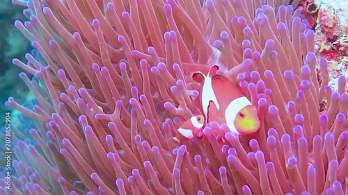 Small fish swims through purple sea anemone underwater