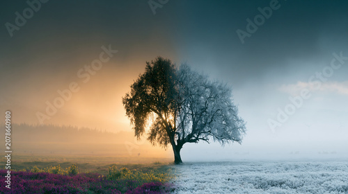 spring and winter split landscape with lone tree, solitary tree dividing summer and winter seasons, balanced nature scene with seasonal contrast