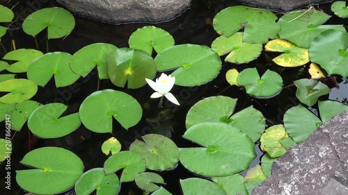 日本庭園の池に美しく咲く白い睡蓮（スイレン）の花