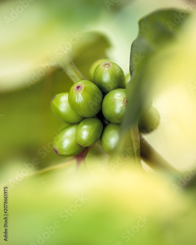 Close-up of unripe green coffee cherries growing on a coffee tree branch in a plantation. Ideal for agriculture, specialty coffee, organic farming, and beverage production concepts.