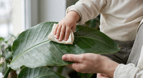 Close up of child and adult hand gently wiping a large green houseplant leaf with a damp cloth