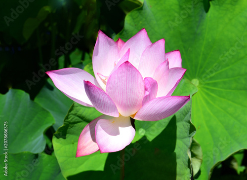 ハスの花