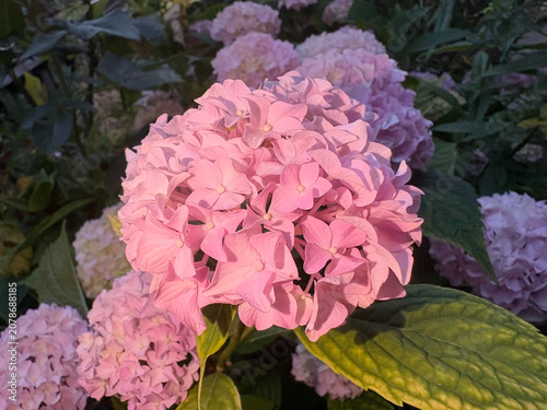 Vivid Pink Hydrangea Bloom Illuminated in Evening Garden Light