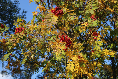 Closeup of the berries and autumn leaves of sorbus aucuparia (rowan, pihlaja). Sunny fall day closeup image taken in southern Finland. Rowans grow in Europe and Americas.