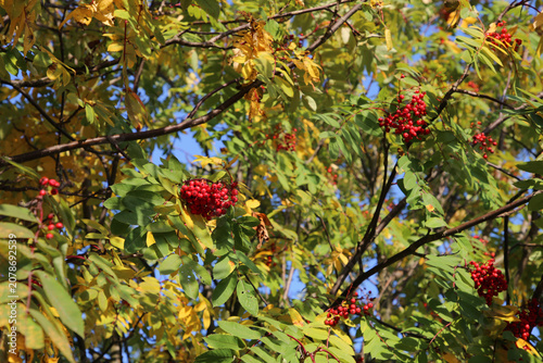 Closeup of the berries and autumn leaves of sorbus aucuparia (rowan, pihlaja). Sunny fall day closeup image taken in southern Finland. Rowans grow in Europe and Americas.