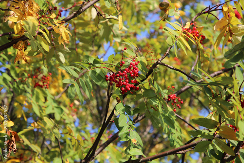 Closeup of the berries and autumn leaves of sorbus aucuparia (rowan, pihlaja). Sunny fall day closeup image taken in southern Finland. Rowans grow in Europe and Americas.