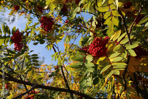 Closeup of the berries and autumn leaves of sorbus aucuparia (rowan, pihlaja). Sunny fall day closeup image taken in southern Finland. Rowans grow in Europe and Americas.