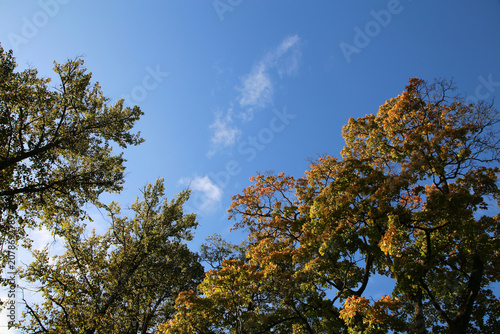 Very bright colored autumn season maple (fin: vaahtera) leaves photographed in Helsinki. Colorful fall time image of the parks and nature in Finland. Beauty of nature and outdoors represented!
