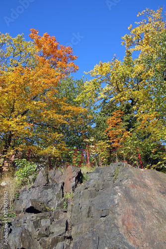 Very bright colored autumn season maple (fin: vaahtera) leaves photographed in Helsinki. Colorful fall time image of the parks and nature in Finland. Beauty of nature and outdoors represented!