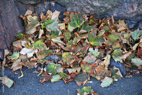 Very bright colored autumn season maple (fin: vaahtera) leaves on the ground photographed in Helsinki. Colorful fall time image of the parks and nature in Finland. Beauty of nature and outdoors!