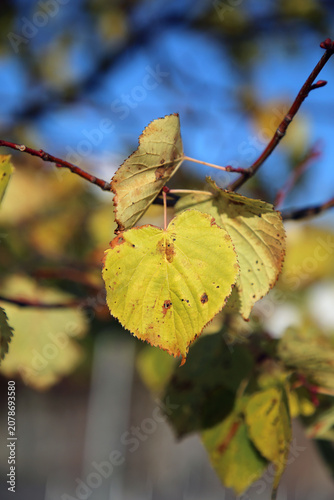 Green, yellow and brown colored autumn season leaves photographed in Helsinki. Colorful fall time image of the parks and nature in Finland. Beauty of nature and outdoors represented!