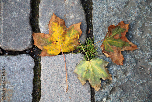 Very bright colored autumn season maple (fin: vaahtera) leaves on the ground photographed in Helsinki. Colorful fall time image of the parks and nature in Finland. Beauty of nature and outdoors!