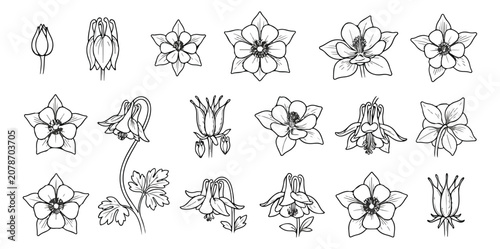 Photography Vintage columbine flower line art collection, 18 botanical aquilegia floral icon