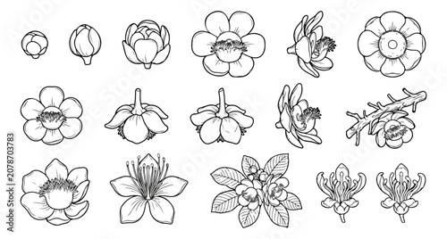 Fotografía Vintage botanical line art of cannonball tree flowers, set of 16 floral vector i