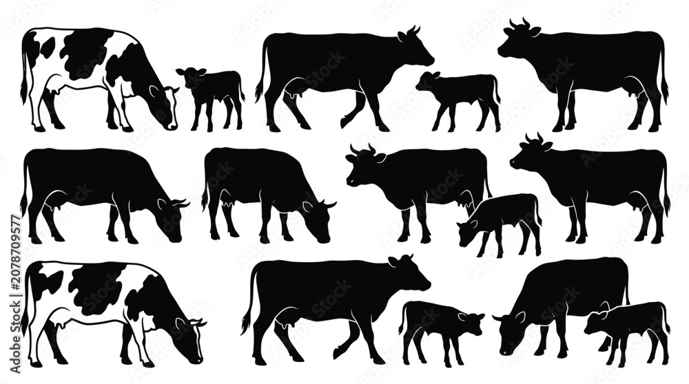 Fototapeta premium Collection of black and white cow silhouettes including calves grazing and standing isolated on a clean simple white background set