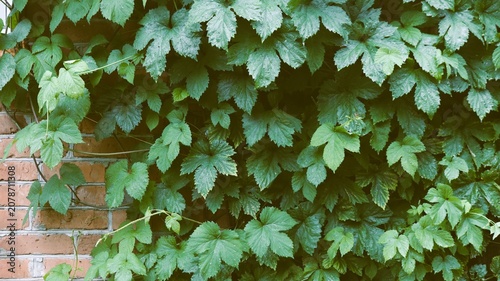 Obraz na płótnie Dense thickets of green climbing hops entwine an old red brick wall