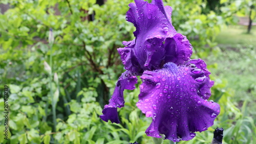Bild auf Leinwand A close-up of a luxurious purple iris, covered in drops of morning dew or rain