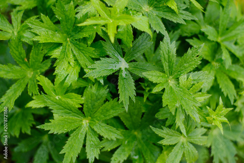 Lush Green Leaves of Astrantia Plant after Rain