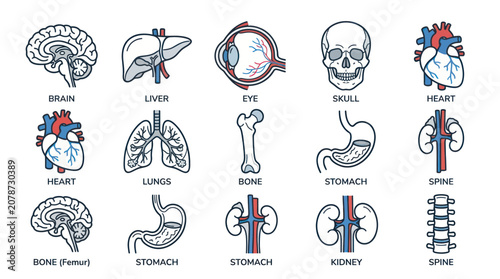 Human internal organs and anatomical body parts icon collection