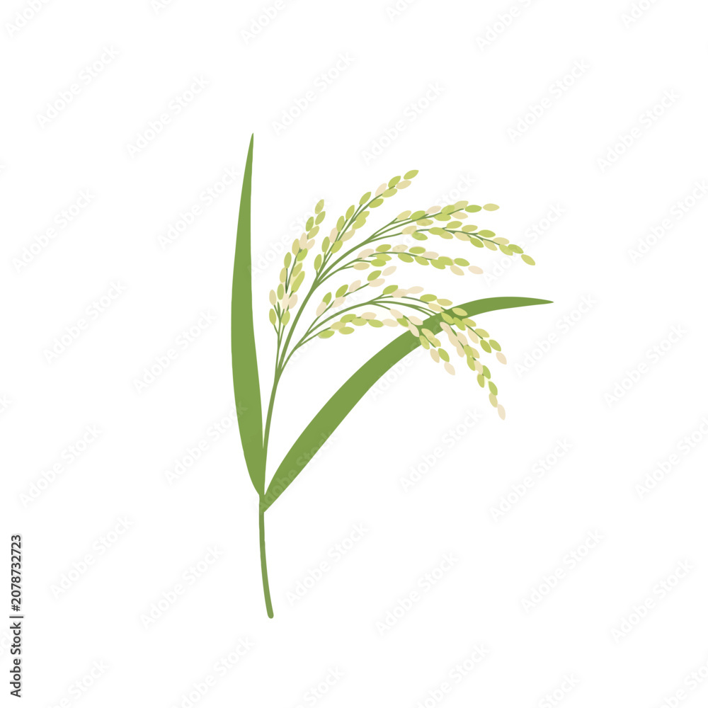 Fototapeta premium Close up illustration of a single rice plant with green leaves and grain spikes.