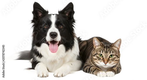 A black and white dog and a brown tabby cat lying down together isolated on transparent background