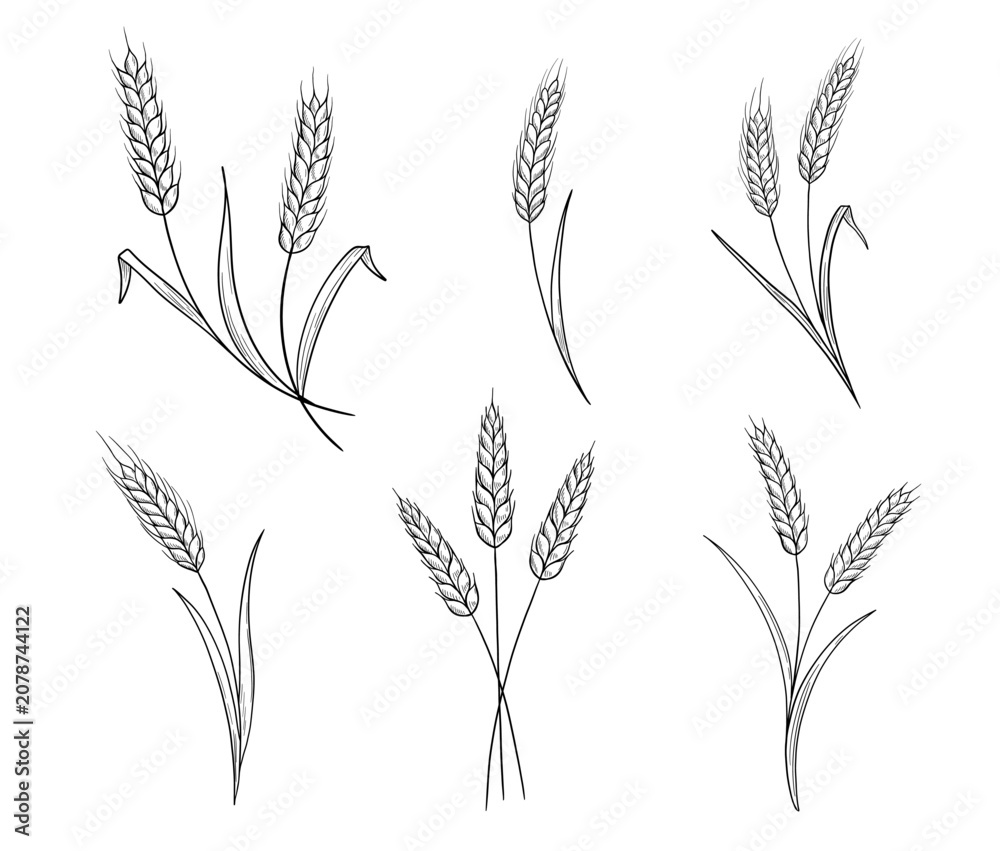 Fototapeta premium Vintage wheat and grain collection featuring hand drawn ears, stalks, and seeds. Perfect for bakery, farm branding, and natural cereal packaging designs.