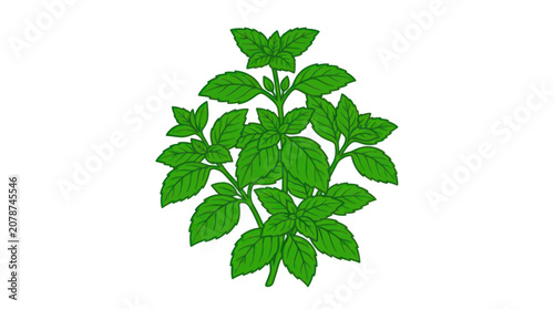 Photos Fresh green mint sprig with serrated leaves