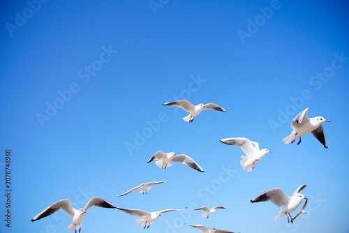 Seagulls in Flight Against a Clear Blue Sky
