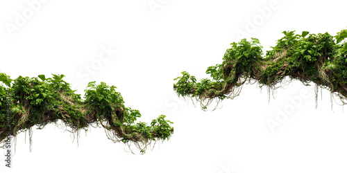 Tropical jungle liana vine with green leaves and hanging roots isolated on white and transparent background for nature composition.