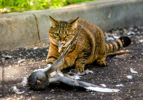 Photography The cat caught the pigeon