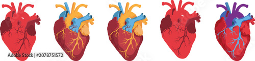 Foto Human heart anatomy vector illustration set with detailed medical diagrams cardi