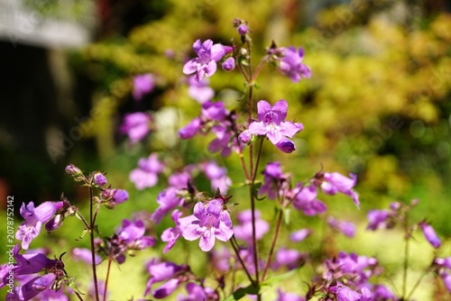 Naklejka ペンステモンの花