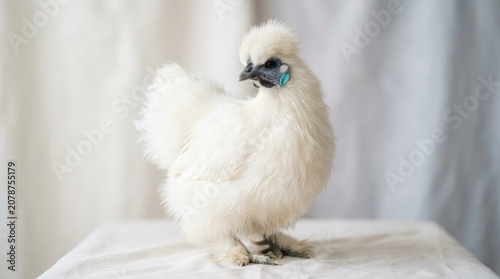 A white silkie chicken spreads its wings on a table indoors.