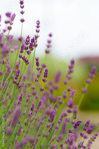 Lavender flowers on left side with soft light copy space