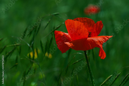 Red poppy flower close up on dark green background