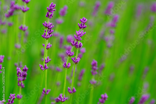 Purple lavender flowers on green blurred background