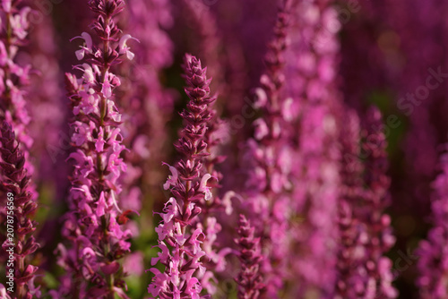 Soft pink salvia flowers with shallow focus background