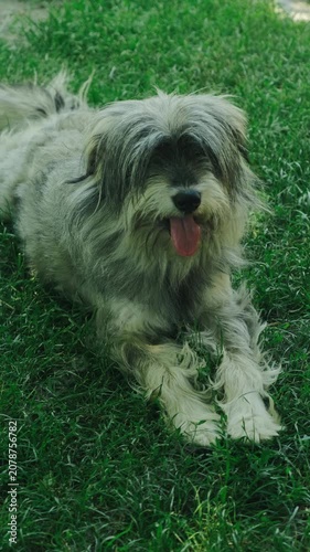 Shaggy small dog rests on vivid green lawn, front view shows fluffy fur, open mouth, calm eyes, soft dog