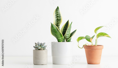 three single ,simple ,beautiful potted plants on a minimalistic white background
