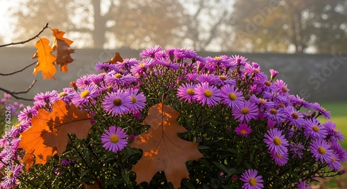 Colorful Chrysanthemum Flower Arrangement in Garden Scene.