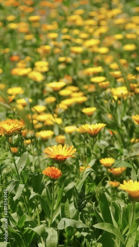 Dense meadow of yellow and orange daisies fills frame, with soft blur, sunny calm, fresh green stems near