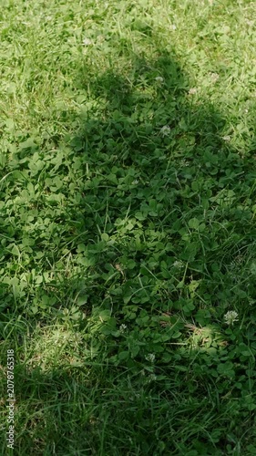 Dense clover and wild grass fill frame from above moving softly in warm daylight with bold shadow pattern