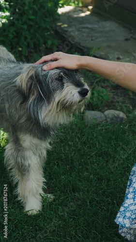 Small shaggy dog stands on grass while gentle hand rests on head, with open mouth and pink tongue nearby
