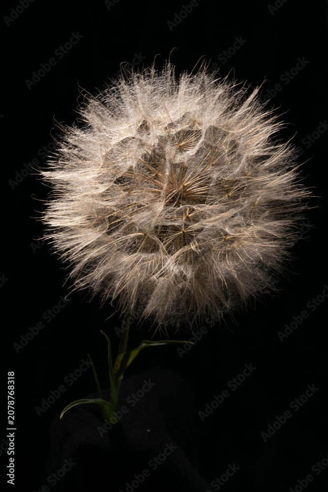 Fototapeta premium Dramatic Large Salsify Seed Head