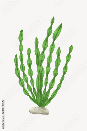 Obraz na płótnie Green ocean plant, aesthetic nature illustration