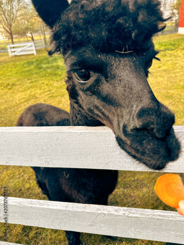 Black alpaca reaching for food while standing by a white fence outdoors  