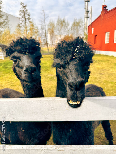 Two black alpacas peeking over a white fence in a grassy field  