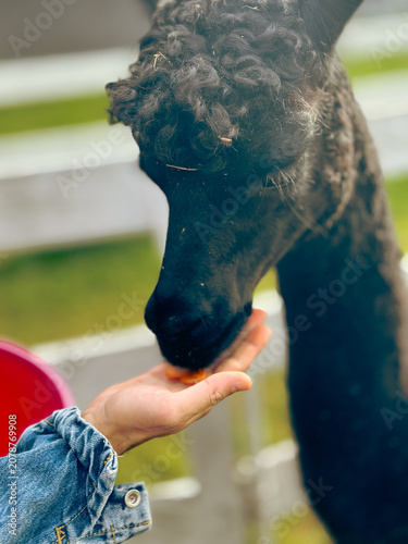 Black alpaca eating from hand of person outdoors in farm setting  