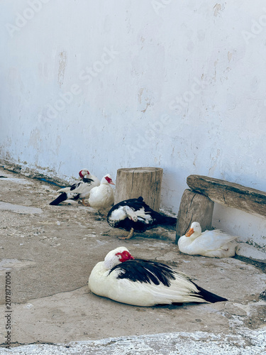 Ducks resting on concrete surface with white wall background  